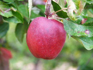 apple tree