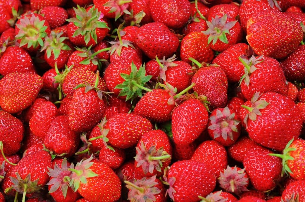 Pick Your Own Strawberries in Westchester