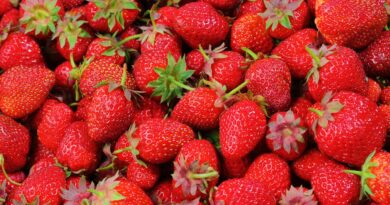 Pick Your Own Strawberries in Westchester at These 5 Farms