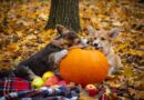 Pumpkin and Apple Picking in Westchester NY and Beyond