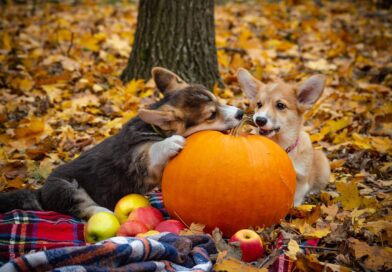 Pumpkin and Apple Picking in Westchester NY and Beyond